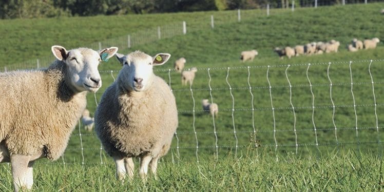 Good Fences Make Good Neighbors (And Help Limit Liability)